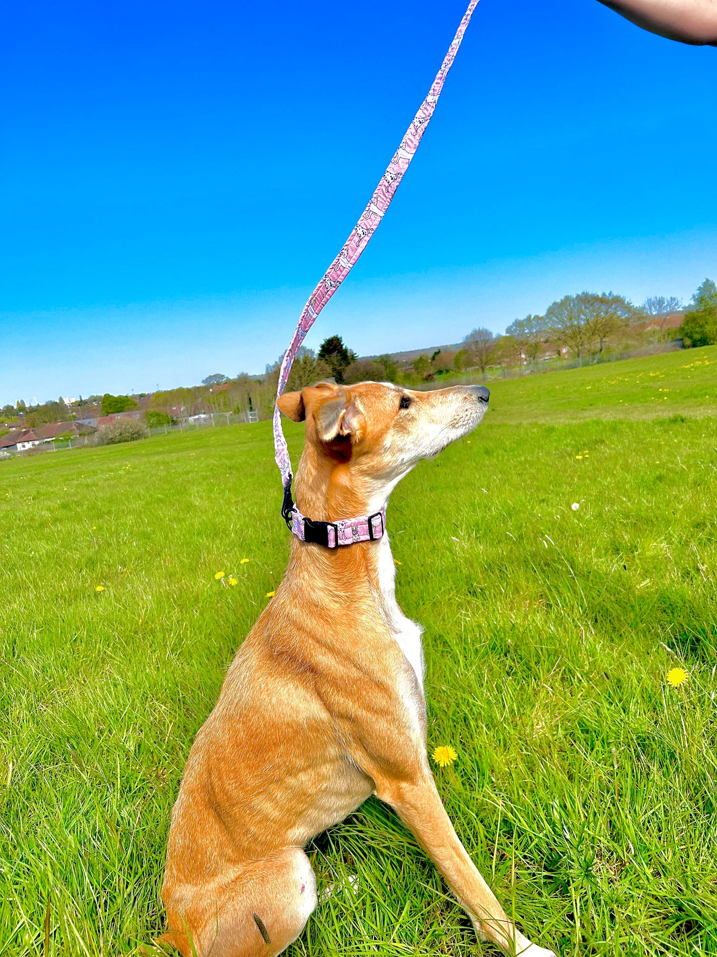 OG Pink Dog Collar - 1 Inch