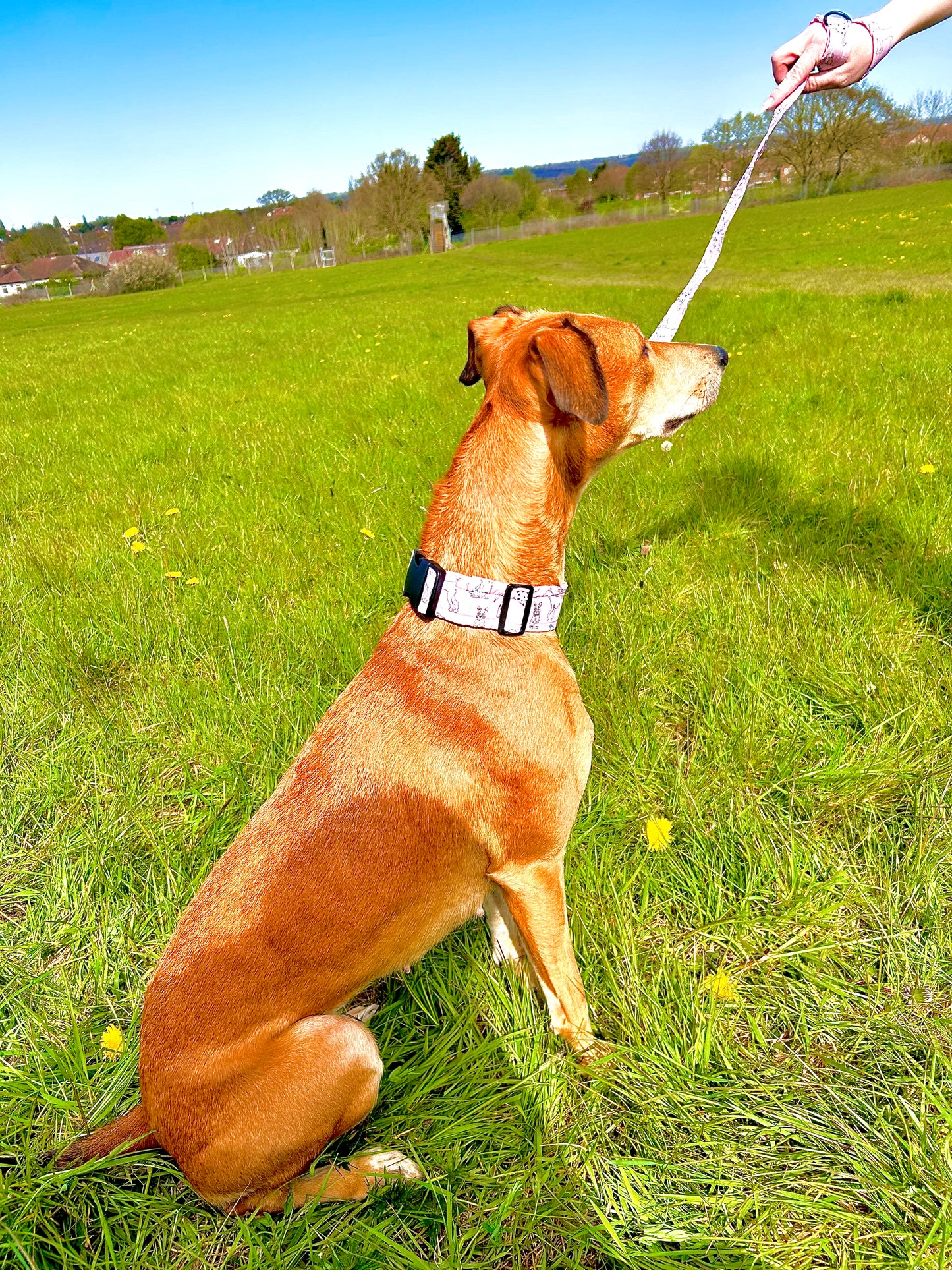 OG Pink Dog Collar - 1.5 Inch